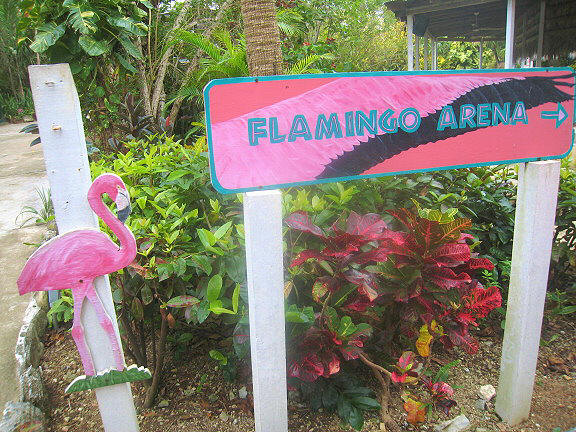 FlamingoesqAЩo䨫